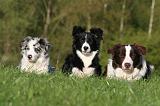 BORDER COLLIE 1526